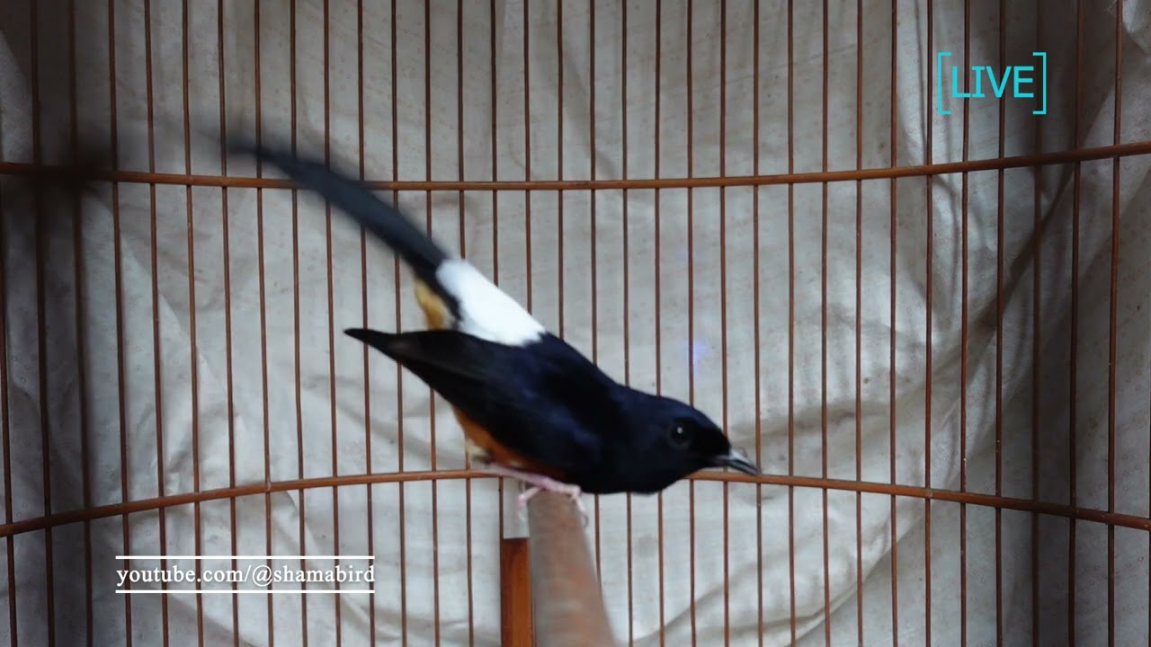 บินหลาดง Shama bird  51 min.
