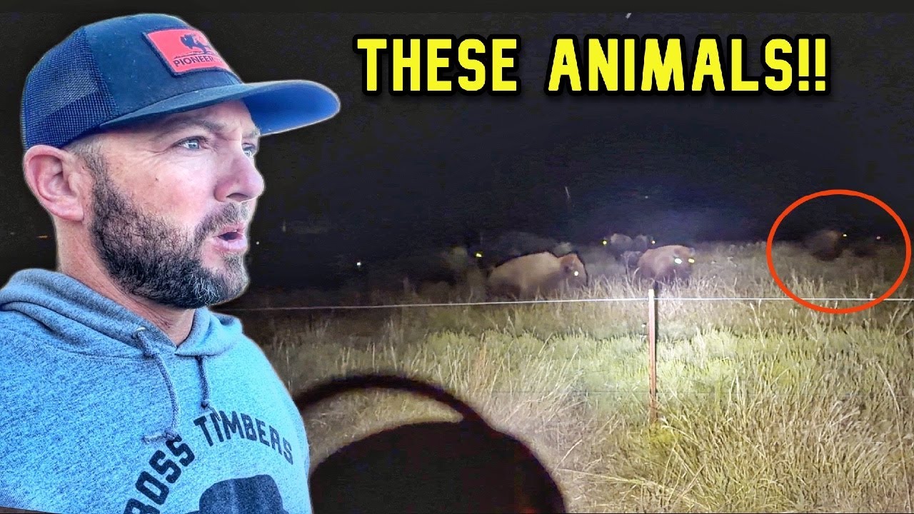 На ранчо происходят странные события!