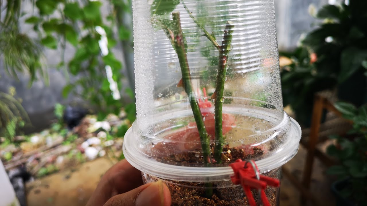 用这个“小装置”扦插月季，平时不用管，成活率还贼高！