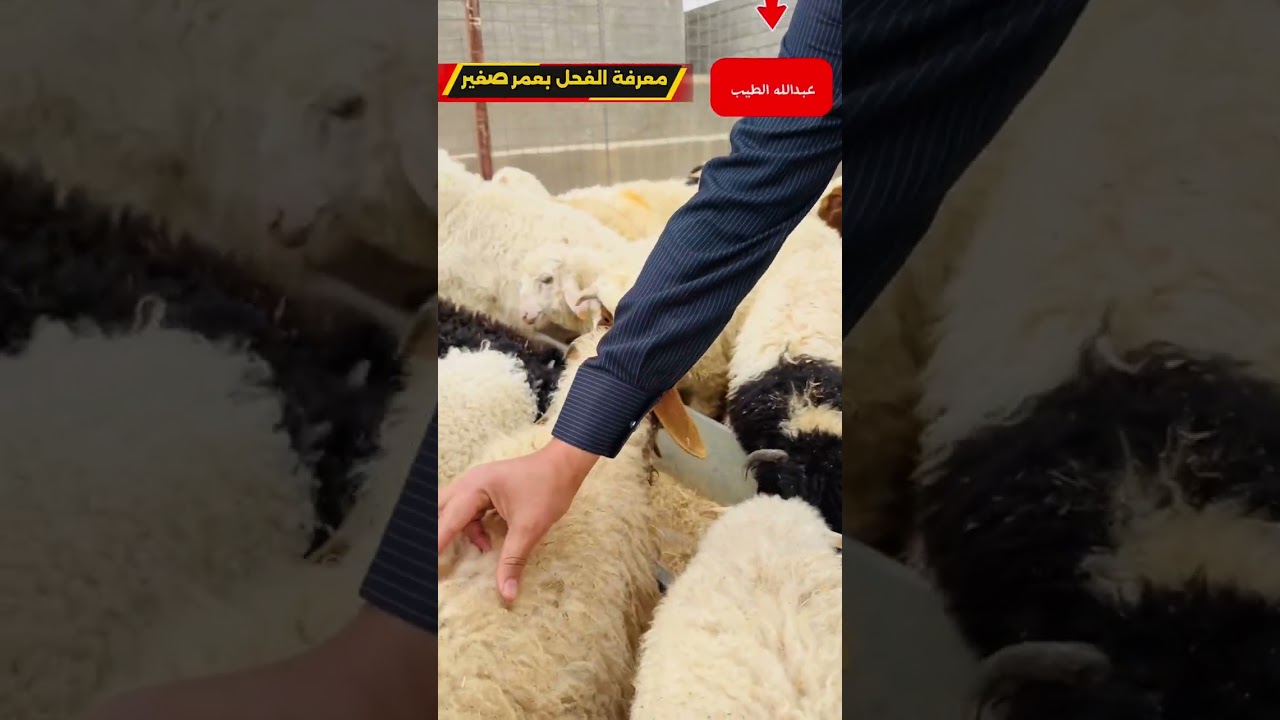7 شباط، 2026