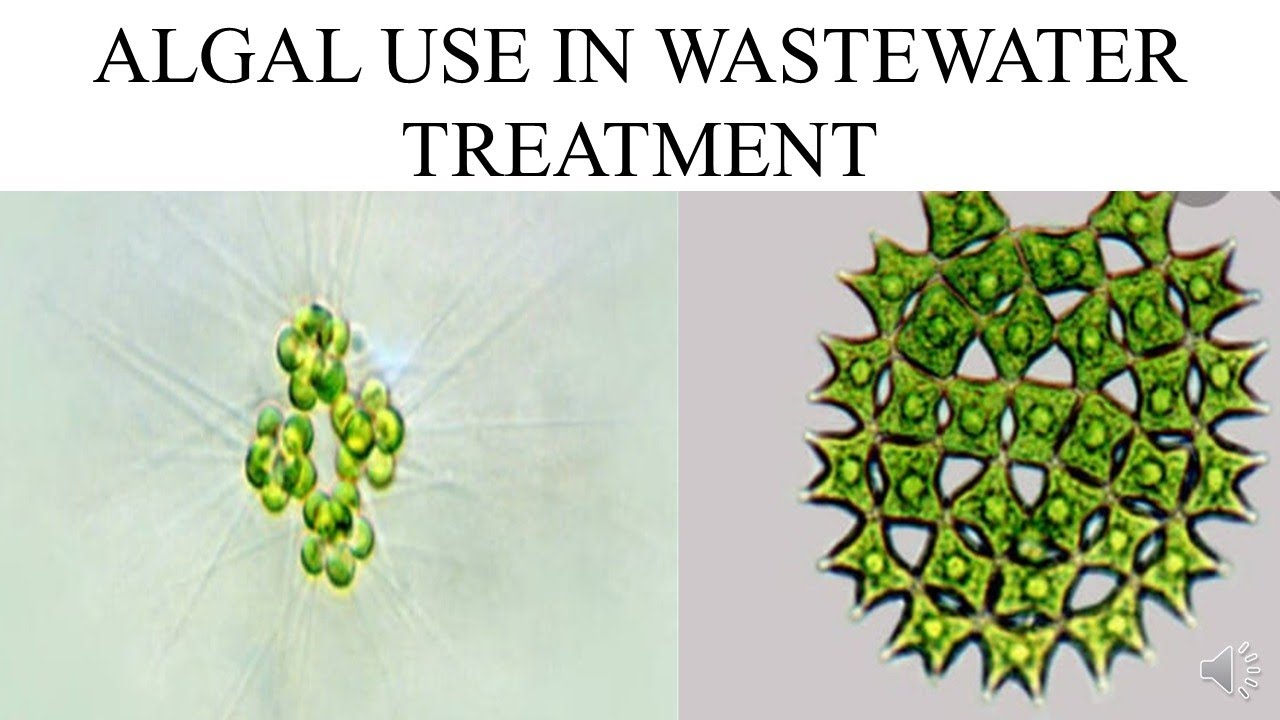 USE OF ALGAE IN WASTE WATER TREATMENT