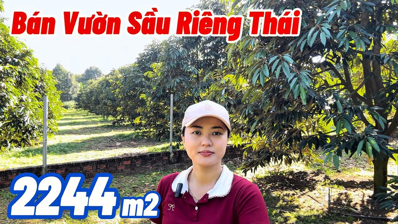BĐS ĐỒNG NAI, Chán Làm Vườn, Chủ Bán Vườn Sầu Riêng Thái Đẹp Giá Hợp Lý, Cách QL1A Chợ Hưng Lộc 3km