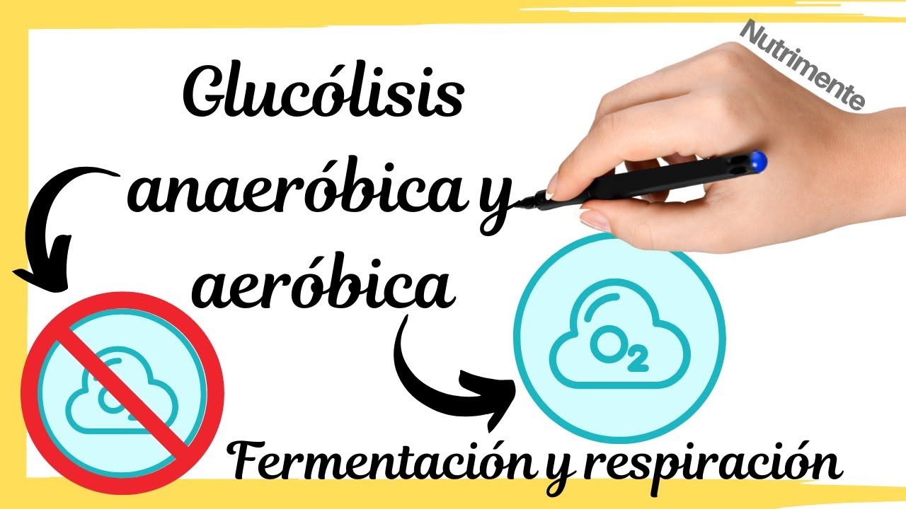 Glucólisis anaeróbica y aeróbica [FERMENTACIÓN Y RESPIRACIÓN]