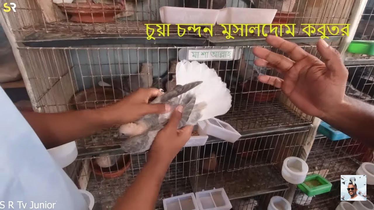 চুয়া চন্দন মুসালদোম কবুতর মেড ইন বাংলাদেশ | Chua Chandan Musaldom Pigeon Made in Bangladesh