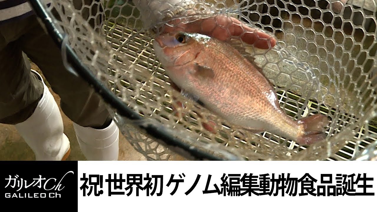 【祝・世界初ゲノム編集動物食品販売決定！】ゲノム編集 品種改良を加速させる新技術  | ガリレオX 第124回