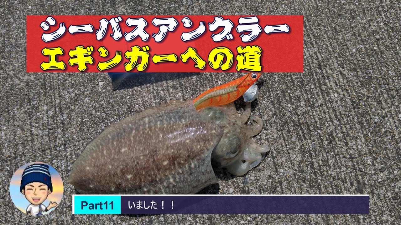 【エギング11回目いきます！！】 エギング 波止釣行  @322 #釣具 #fishing  #釣り