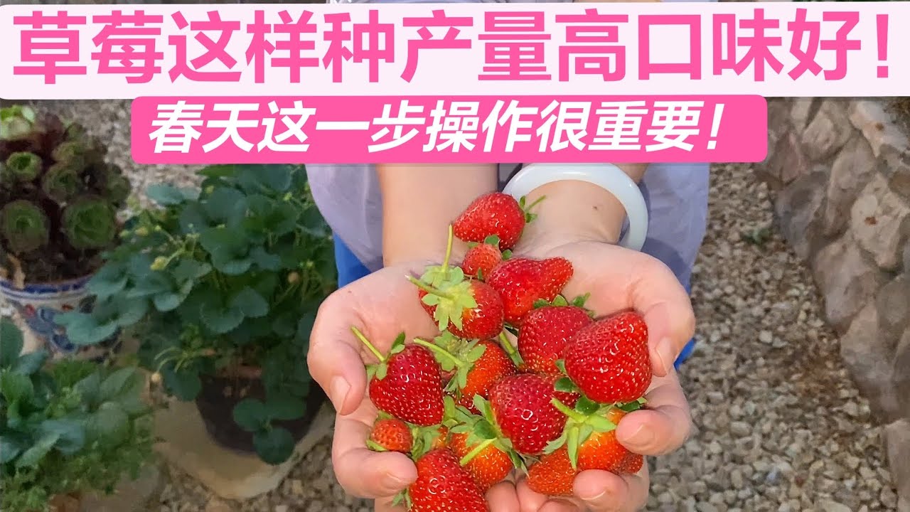 就是怕你对有机有误解！其实草莓这样种产量高口味好！草莓春天这一步操作很重要！（园艺篇195）