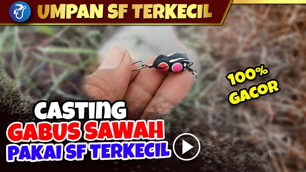 Casting Gabus di Sawah Umpan Soft Frog Terkecil