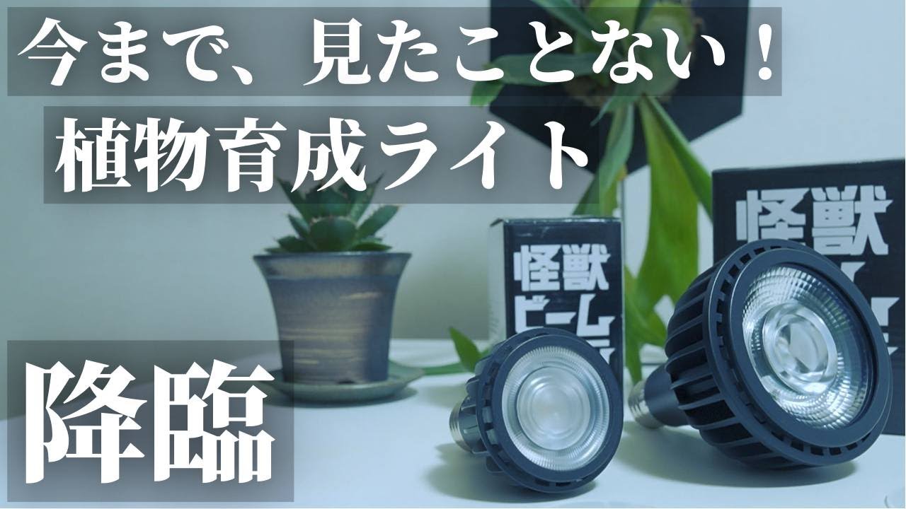 【話題】今まで見たこと無い！植物育成ライト「怪獣ビーム」レビュー！アガベ・ビカクシダモード？！ディフューザーで調整おすすめ！初心者も！観葉植物｜塊根植物｜多肉植物｜Kaiju Plant｜怪獣プラント