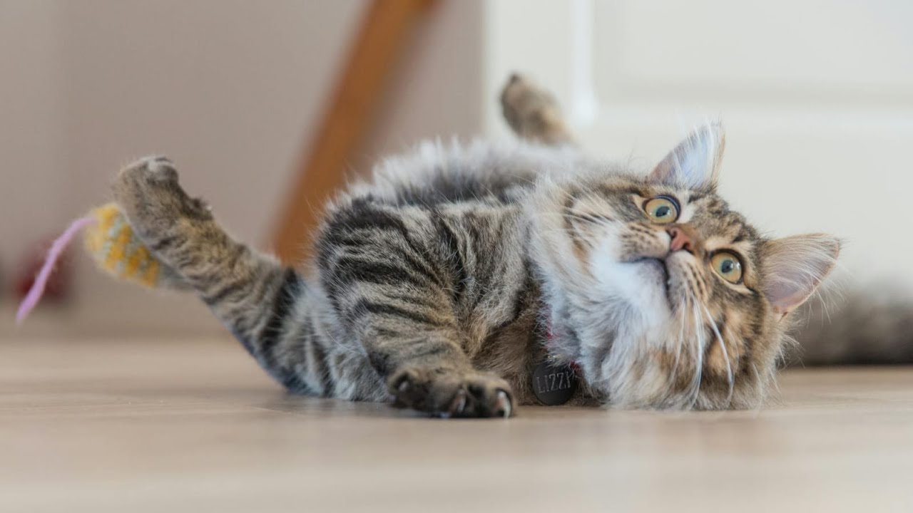 funny cat stopped at the door but owner pulling its hand #shorts#