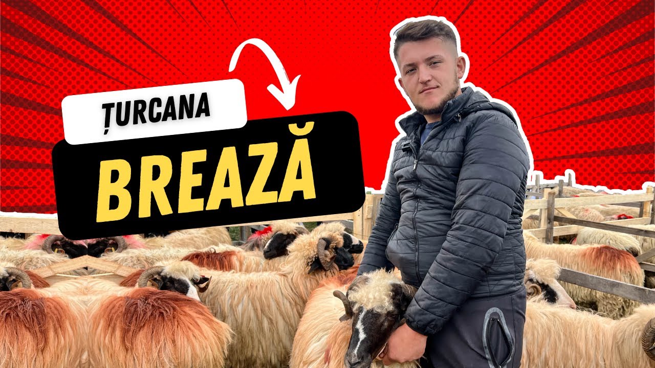 Despre Țurcana Brează cu Dorin Părău. C&acirc;t costă un exemplar la t&acirc;rg?
