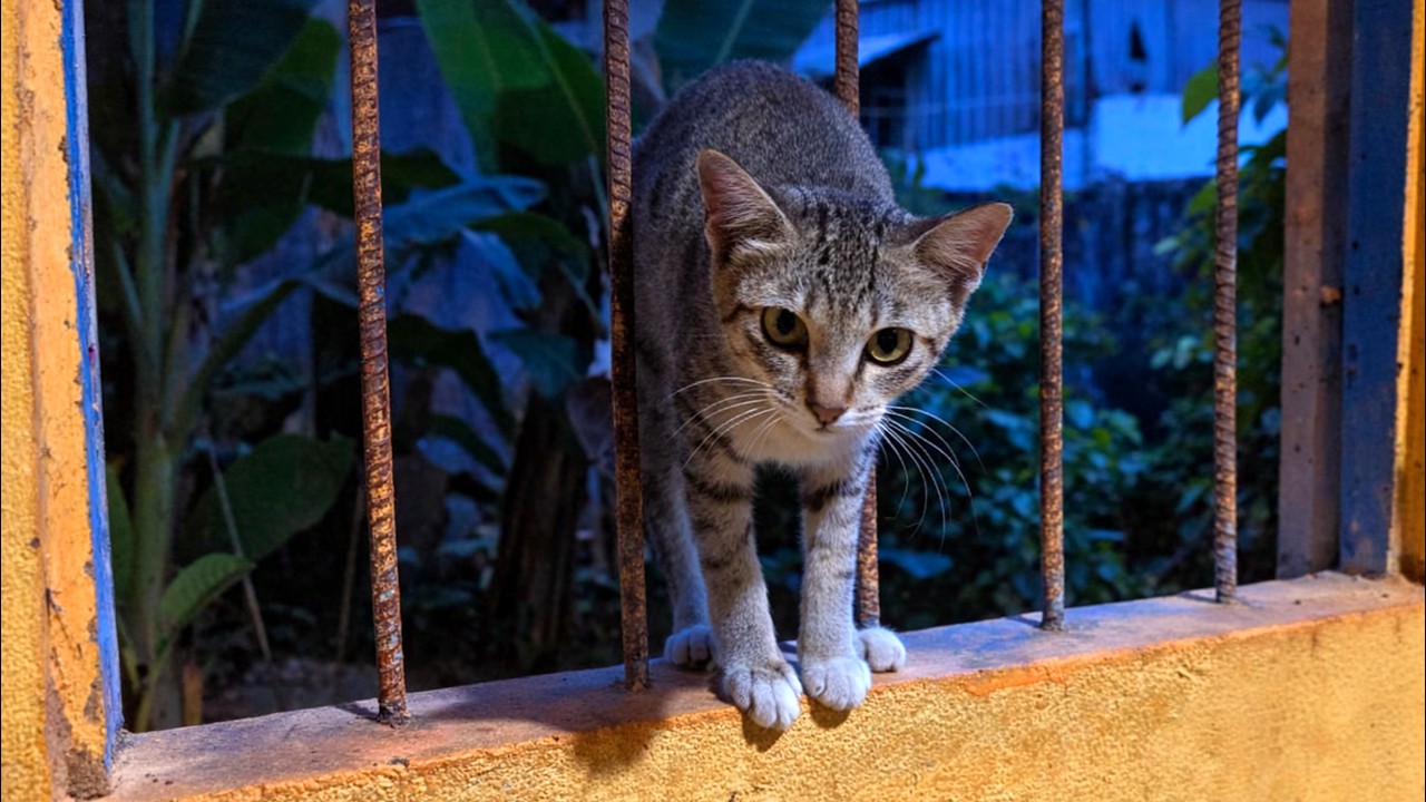 Curious Cat Visitor 🐾 | Tabby Cat at the Window