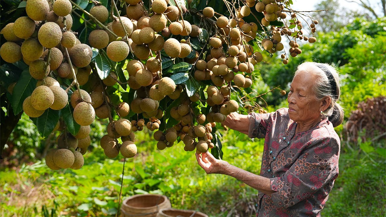 Grandma uses longan to make traditional Chinese food龍眼大豐收，阿婆去賣沒人要，拿回家曬乾煲湯，吃一年不會壞｜#龙眼 广西 美食 ｜玉林阿婆