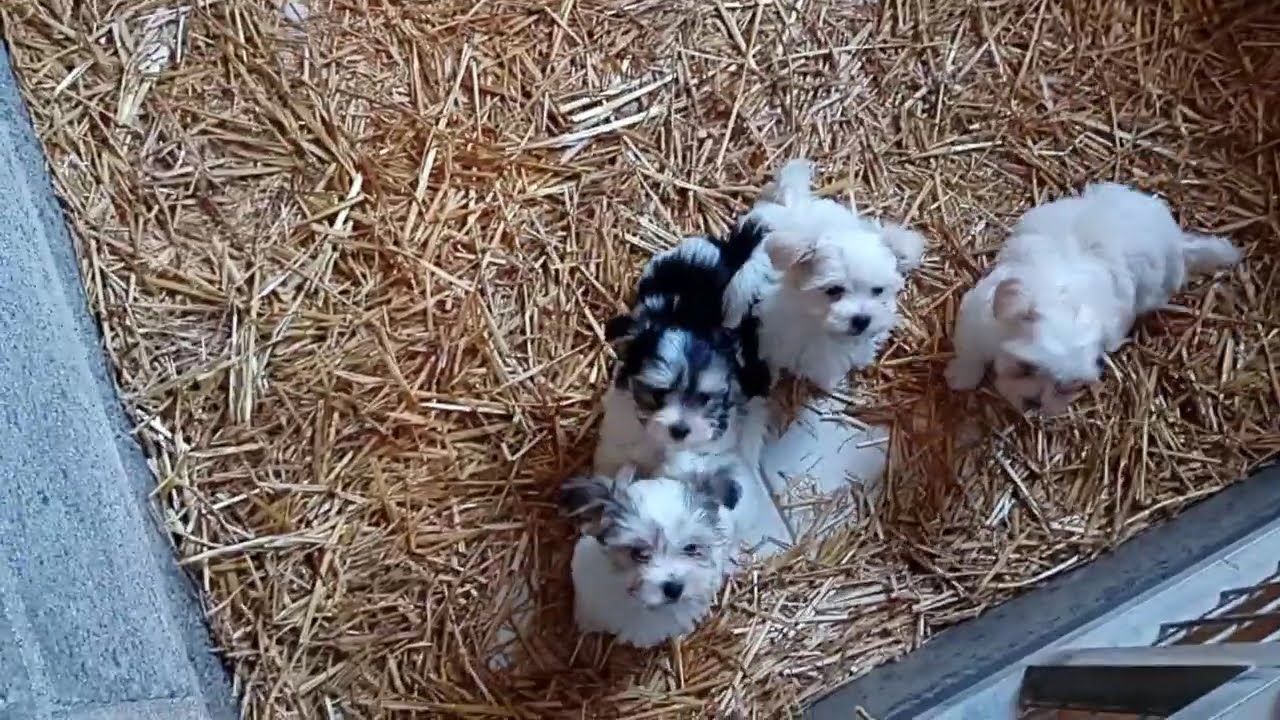 Chiots bichons havanais nés le 18 Juin