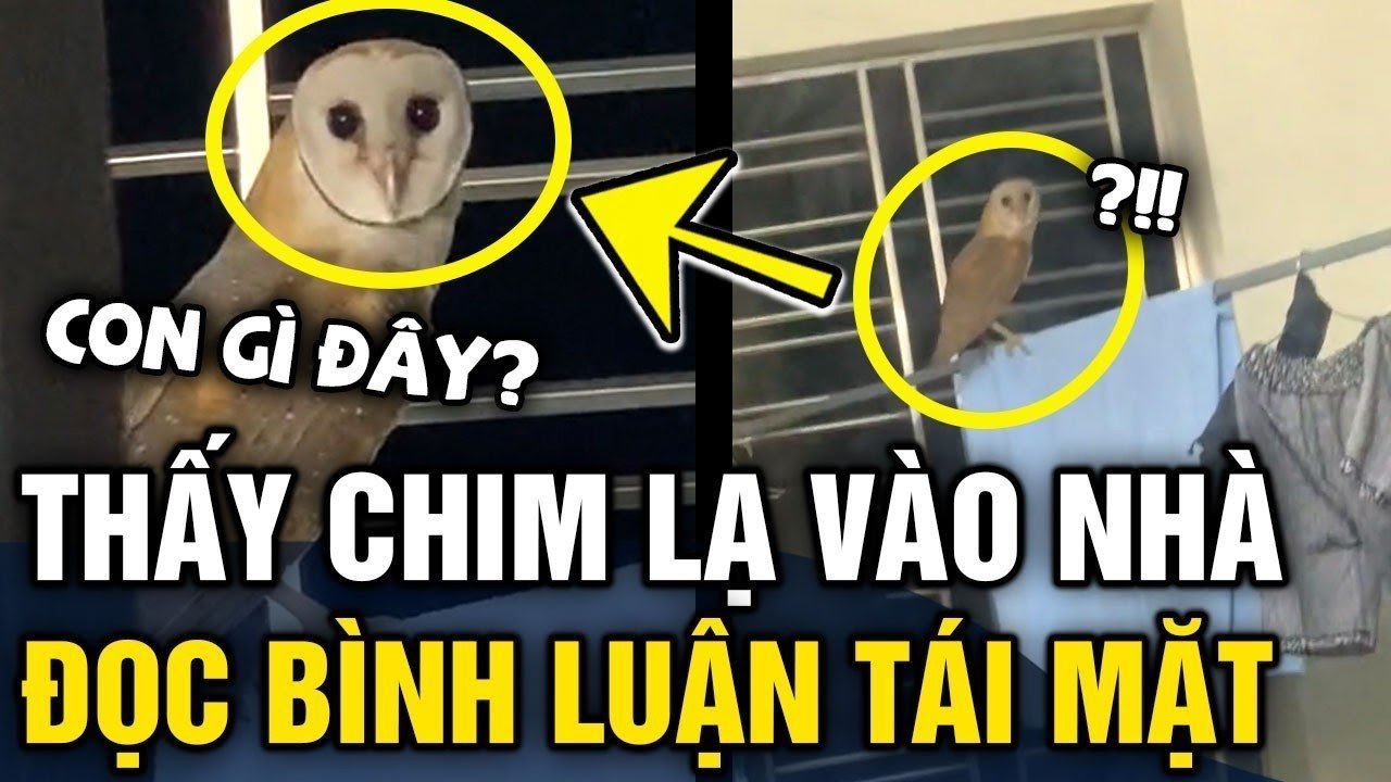Thấy CHIM LẠ bay vào nhà, thanh niên ĐĂNG CLIP HỎI và cái kết TÁI MẶT | Tin 3 Phút