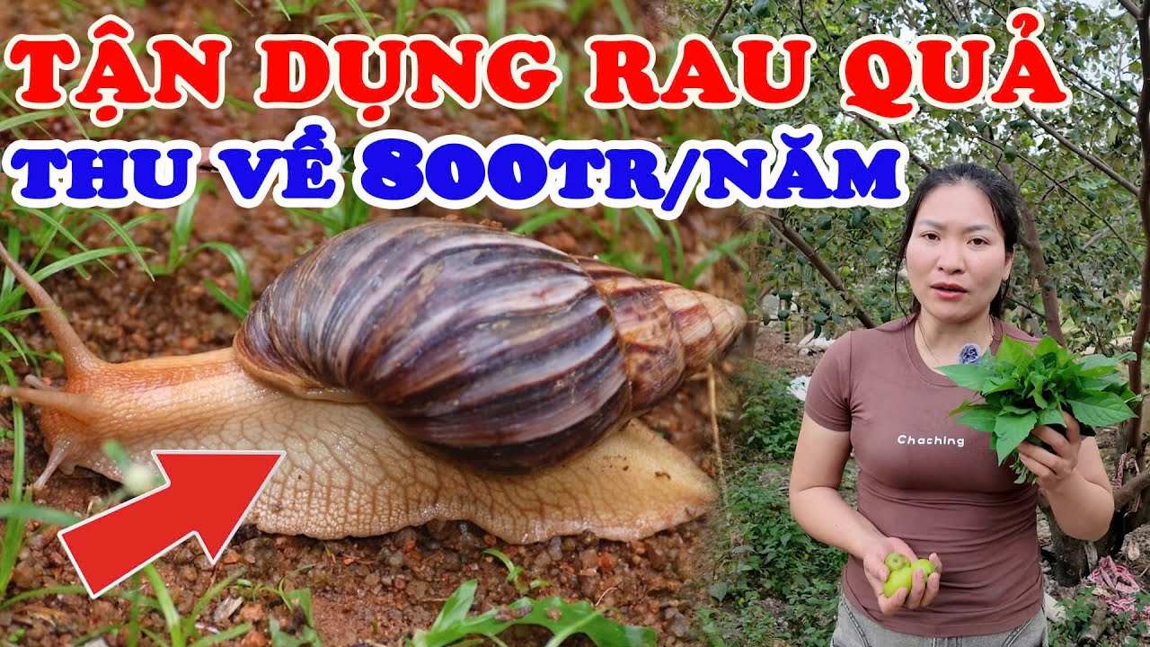 “Tận dụng rau củ trong vườn, nuôi ốc sên châu Phi lãi 800 triệu/năm?
