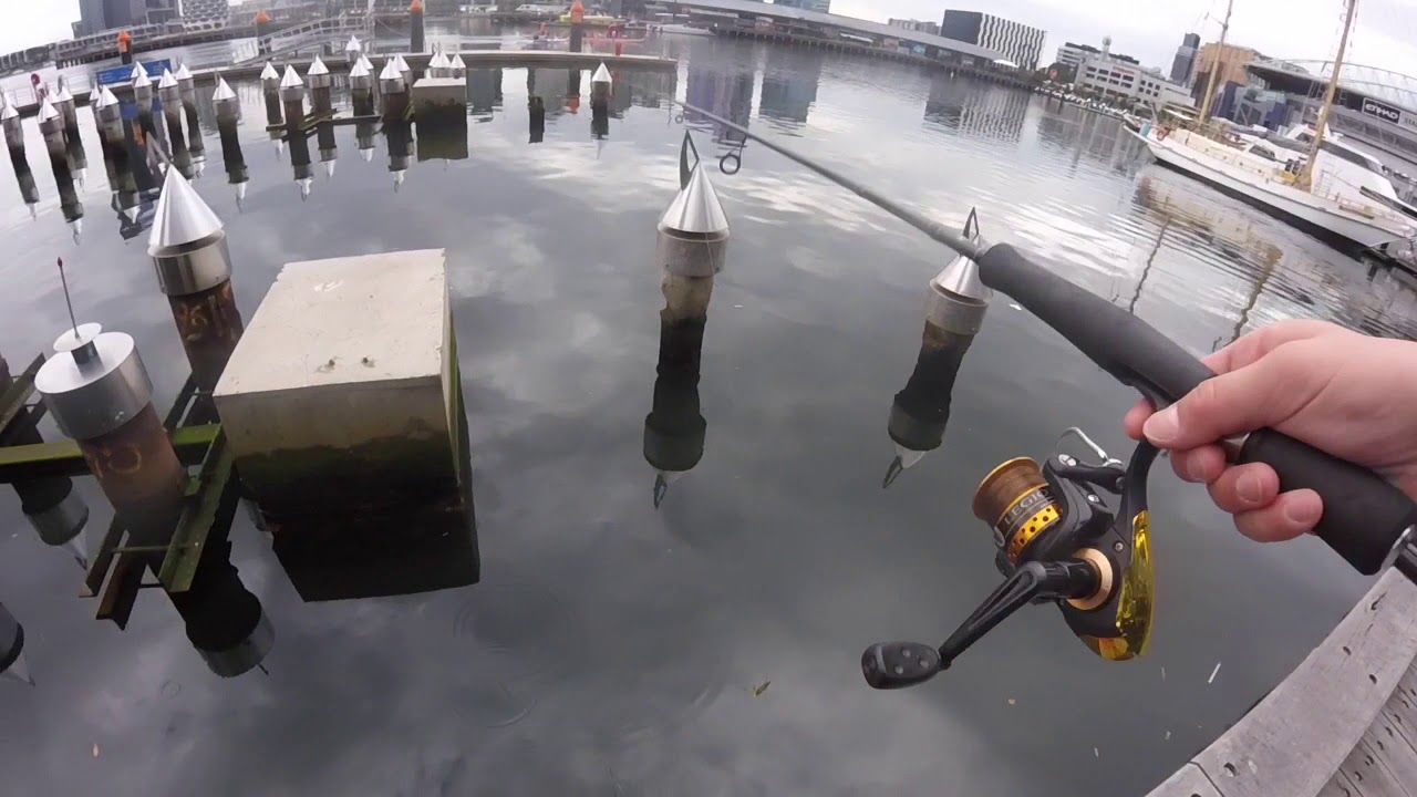 Docklands Bream and Kingfish Fishing!!