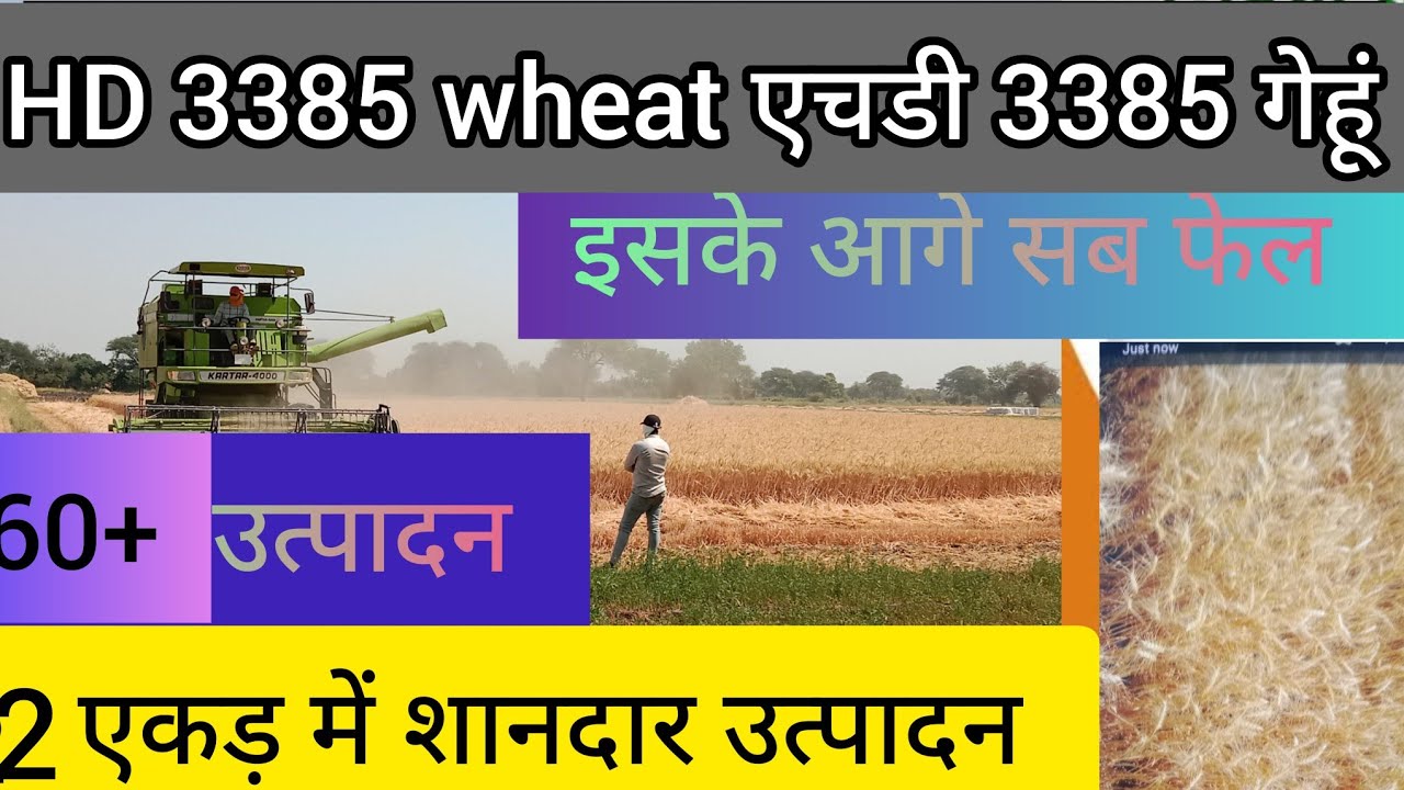 Hd 3385 गेहूं की कटाई ।