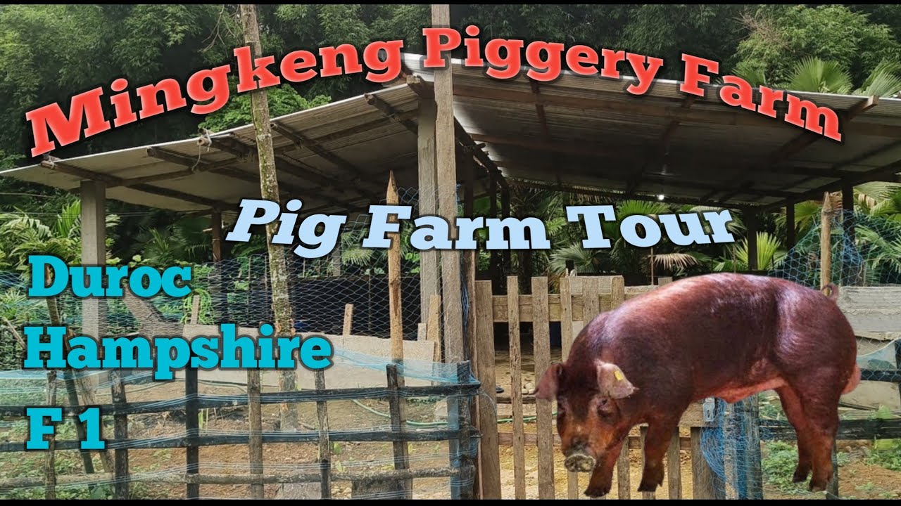 Pig Farm Tour // Duroc Pigs // Hampshire Pigs // Piggery Farm