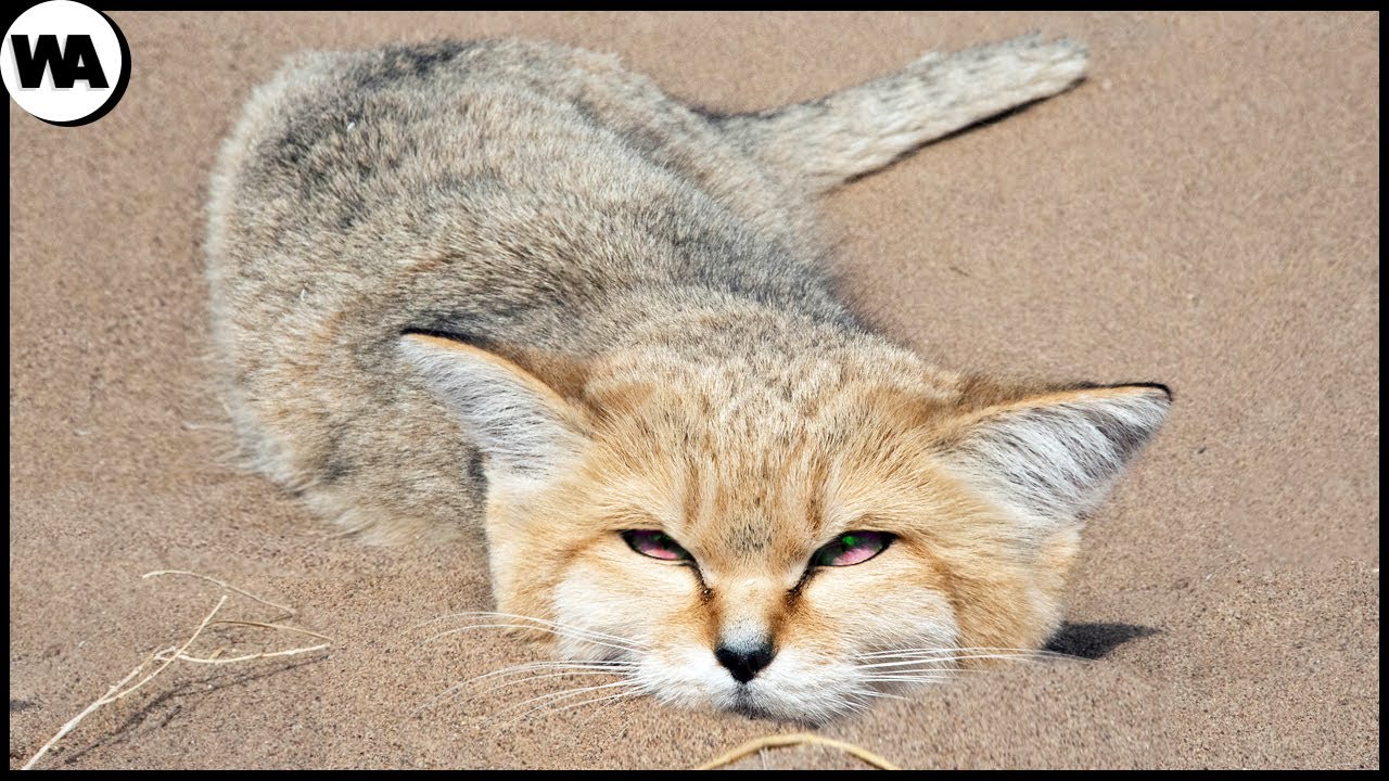 Este Gato No Tiene Olor, Nunca Bebe Y Sus Patas No Dejan Rastro
