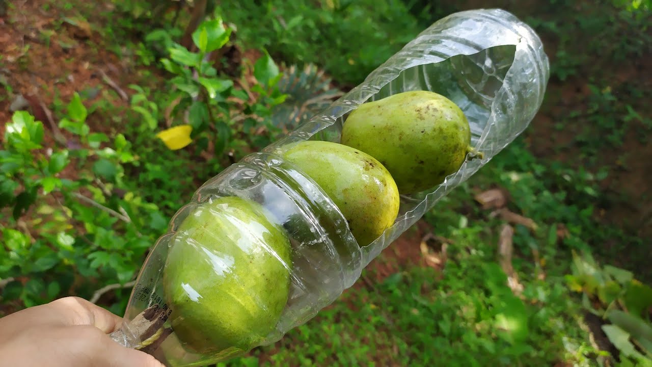 🌳MANGO FRUIT PICKER 🍋🥭🐾