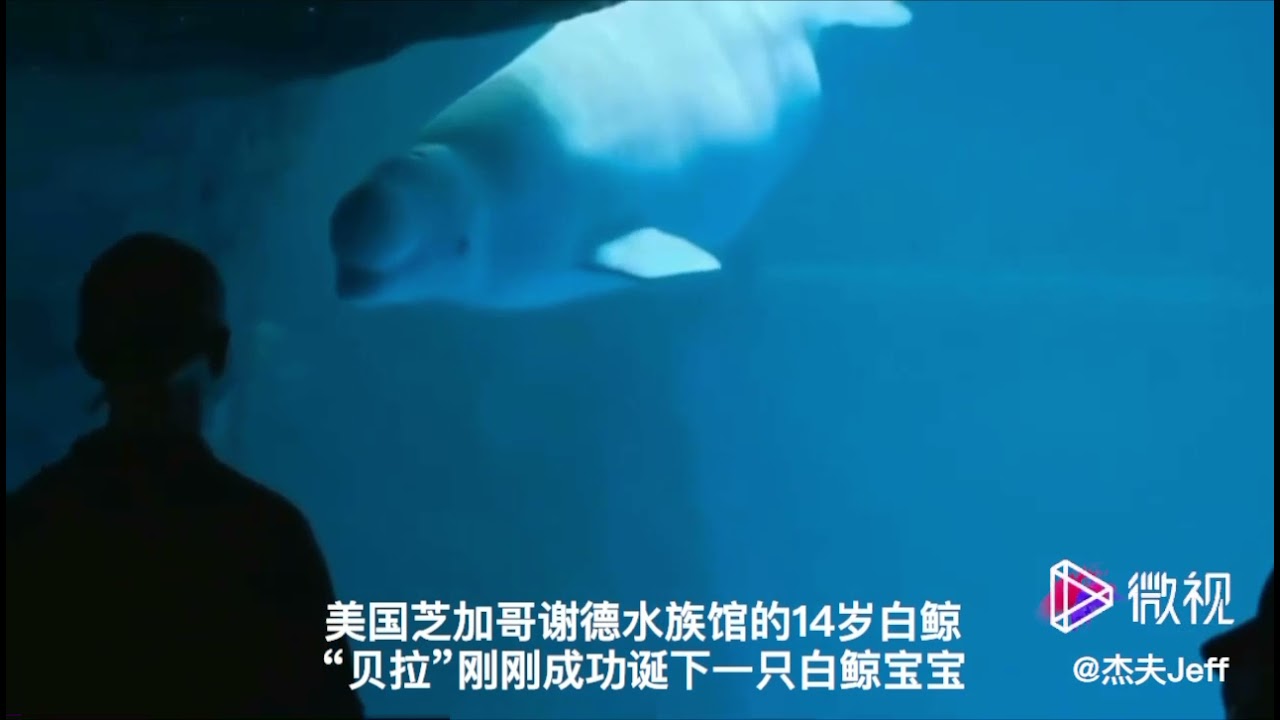 先睹为快 鲸鱼宝宝怎么出生的？