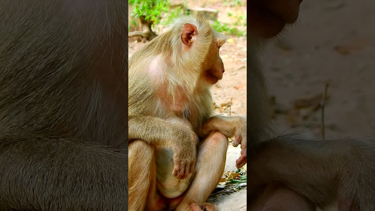 Best video monkey baby action very adorable and smart. #monkeyrainbow #baby #fertility #monkeylife