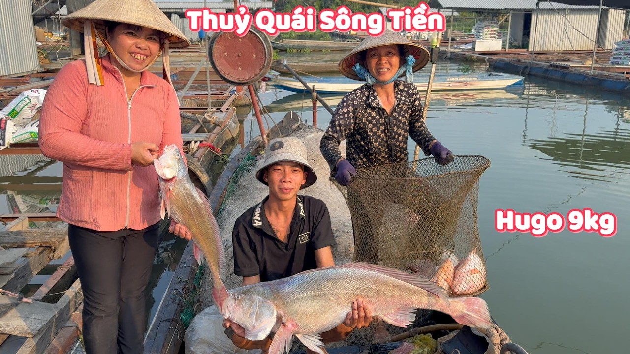Sốc! Hugo 9KG Dính Lưới Giữa Sông #ngườiđồngtháp