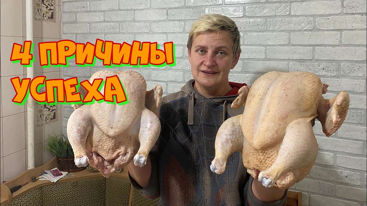 4 ПРИЧИНЫ УСПЕХА ВЫРАЩИВАНИЯ ЗДОРОВОГО БРОЙЛЕРА
