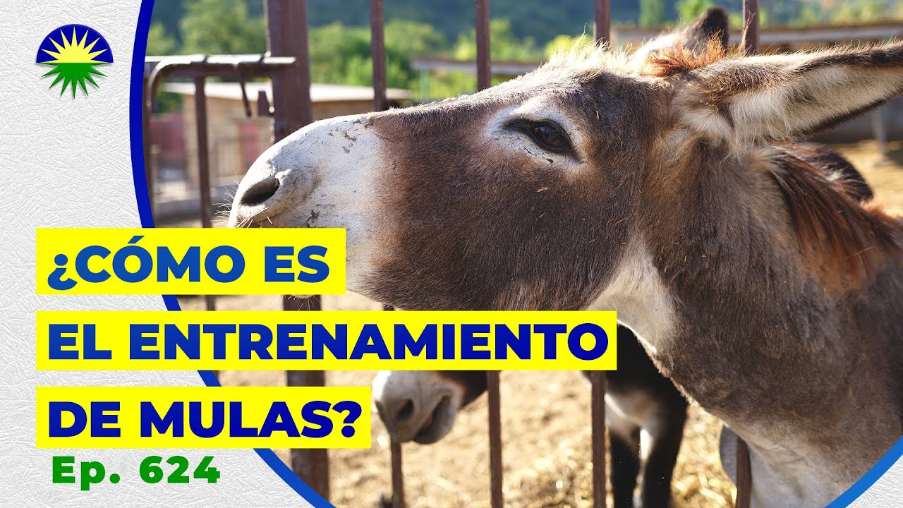 624. ¿Cómo es el entrenamiento especializado de Mulas?