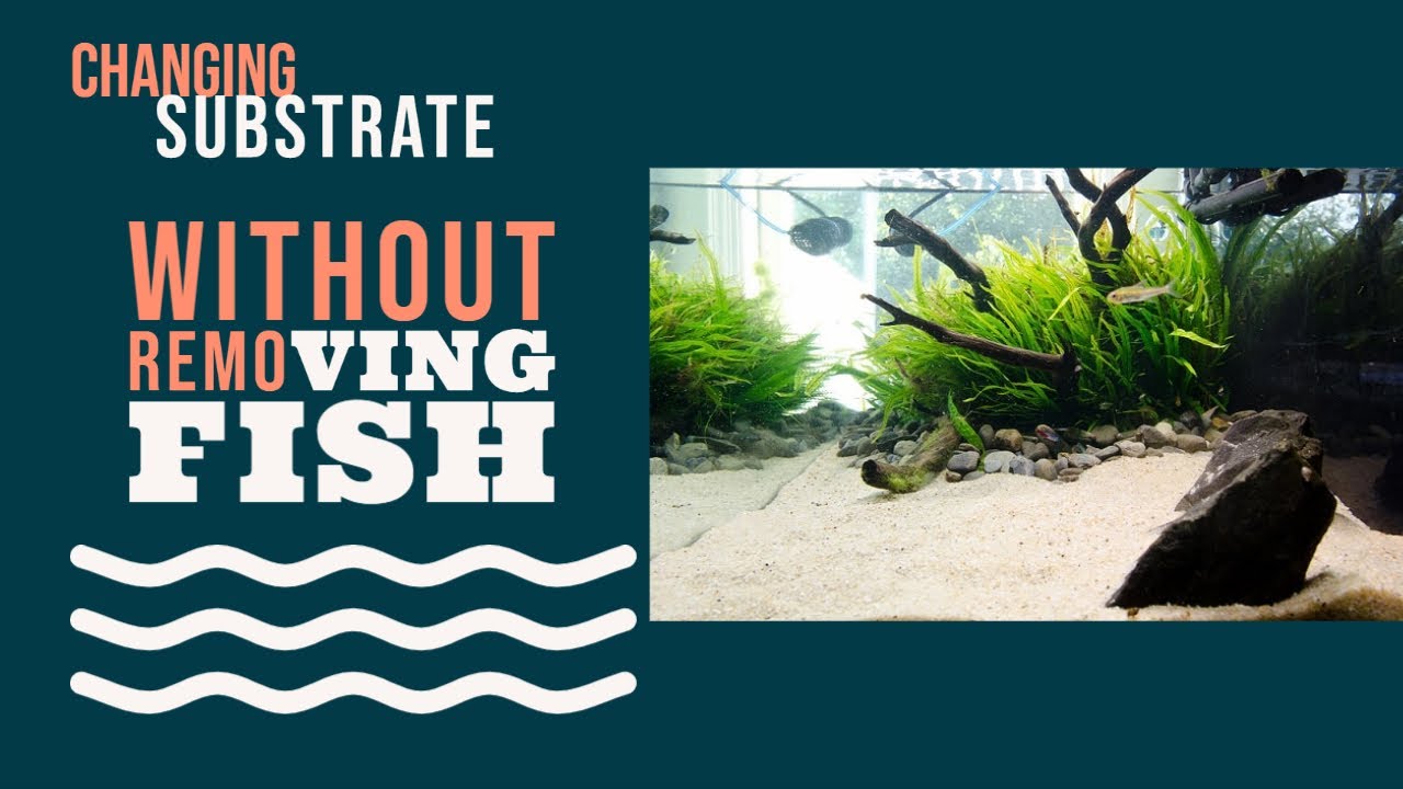 How to Change Substrate WITHOUT Removing Fish