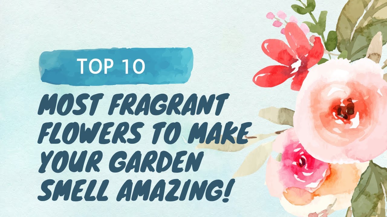 Top 10 Most Fragrant Flowers to Make Your Garden Smell Amazing!