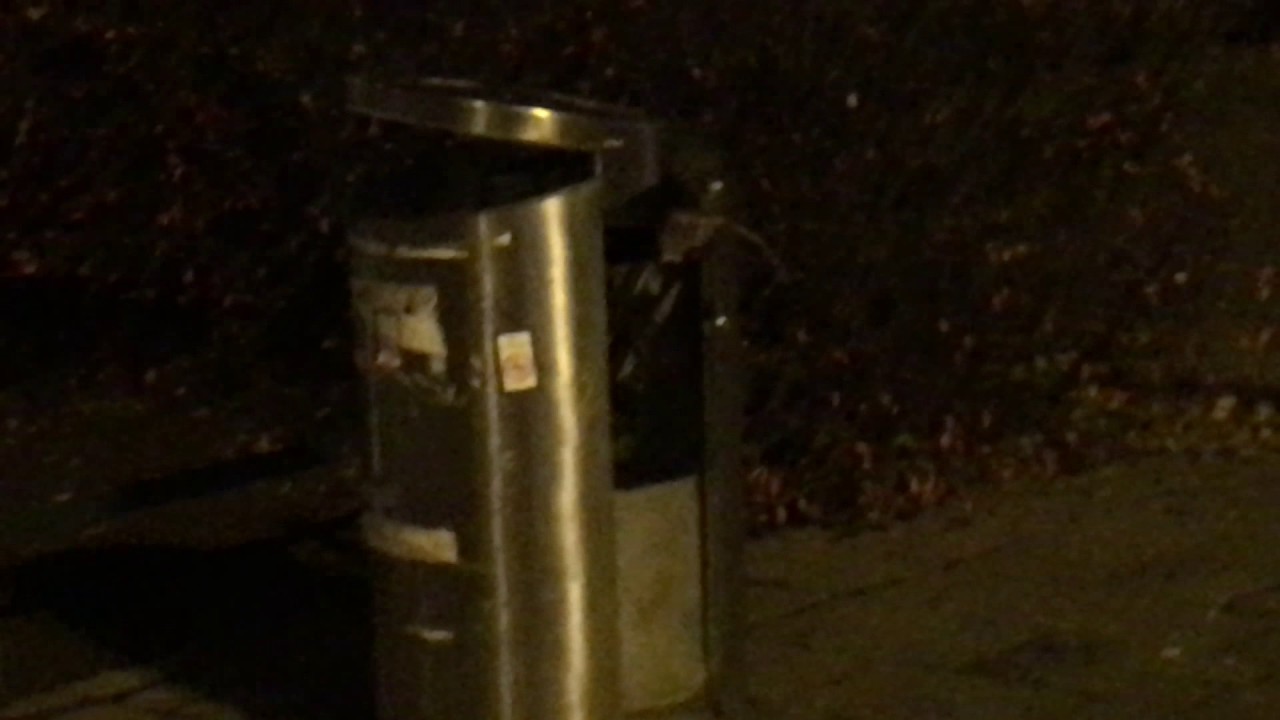Helsinki's Rat Invasion!