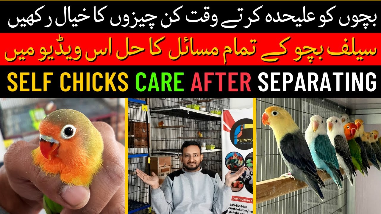 Self Chicks of Love birds |  Self Chicks Care After Separating | Love birds k Chicks Self Ho gaye
