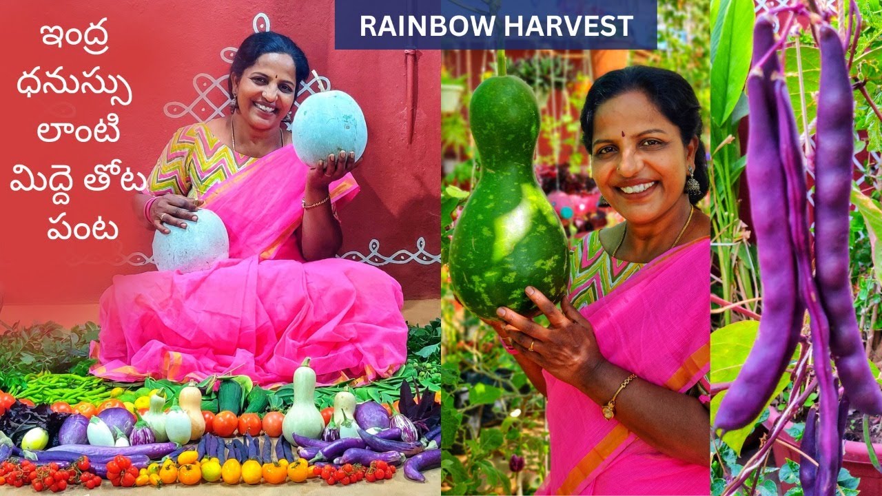 మిద్దెతోట లో ఇంద్ర ధనుస్సు 🌈 లాంటి పంట - Rainbow #terracegarden #harvest @SaileelaVlogs