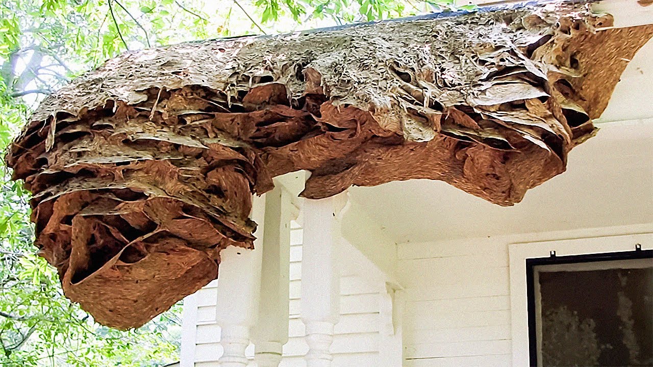 Scariest Mass Insect Invasion Ever Recorded