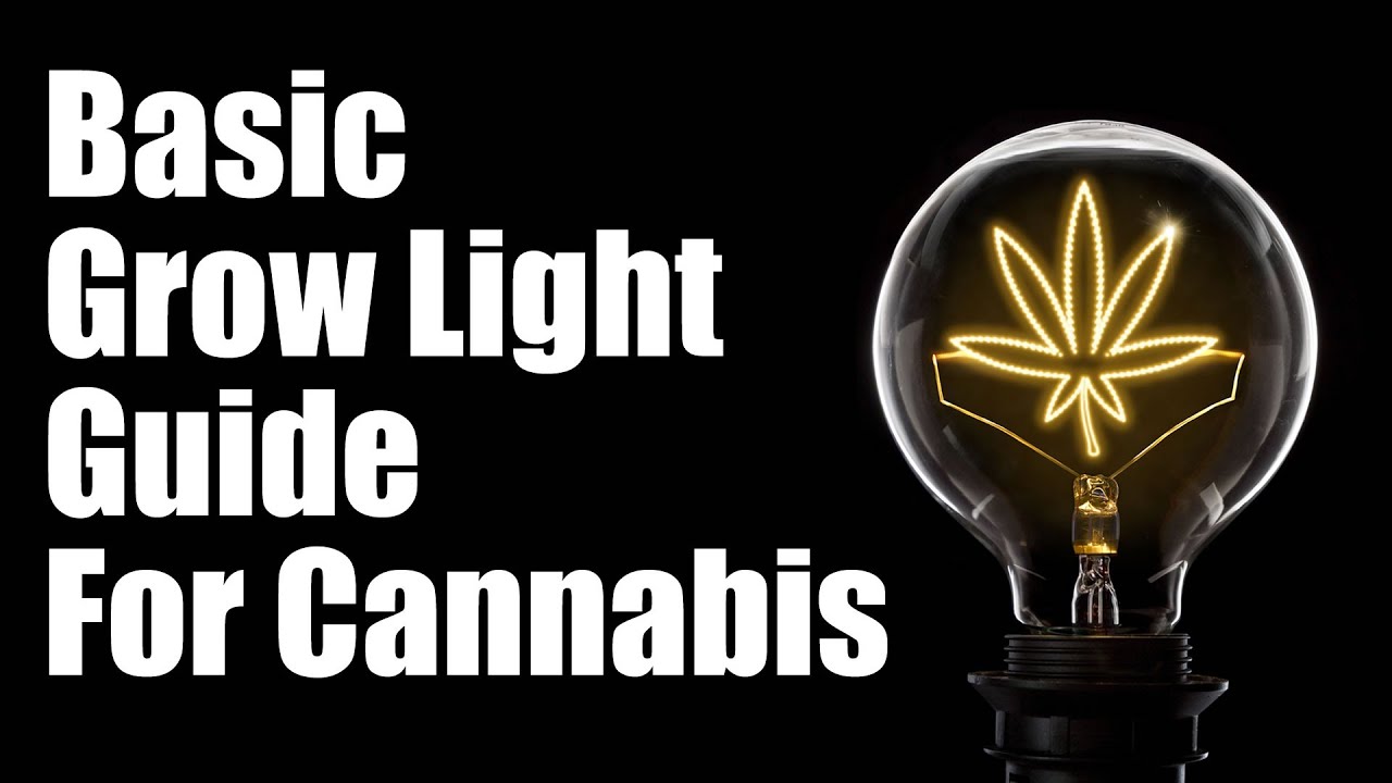 Beginner's Guide for Cannabis Grow Lights