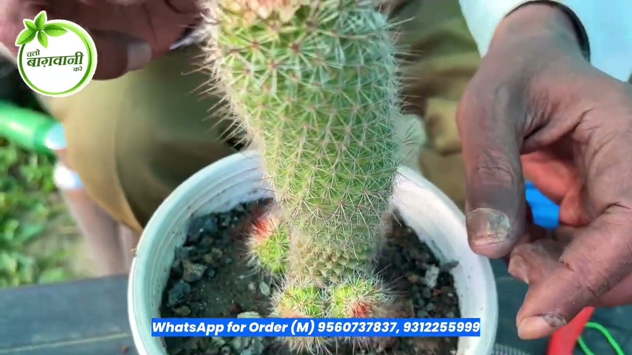 Types of Cactus Grafting 😱🌵🏜️ Step by Step Tutorial 👌🏻 5 मिनट में सीखे कैक्टस ग्राफ़्टिंग