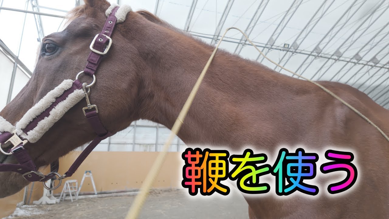 逆転の乗馬ライフ・改〜馬が可哀想で鞭を使えない人へ（トーク編）