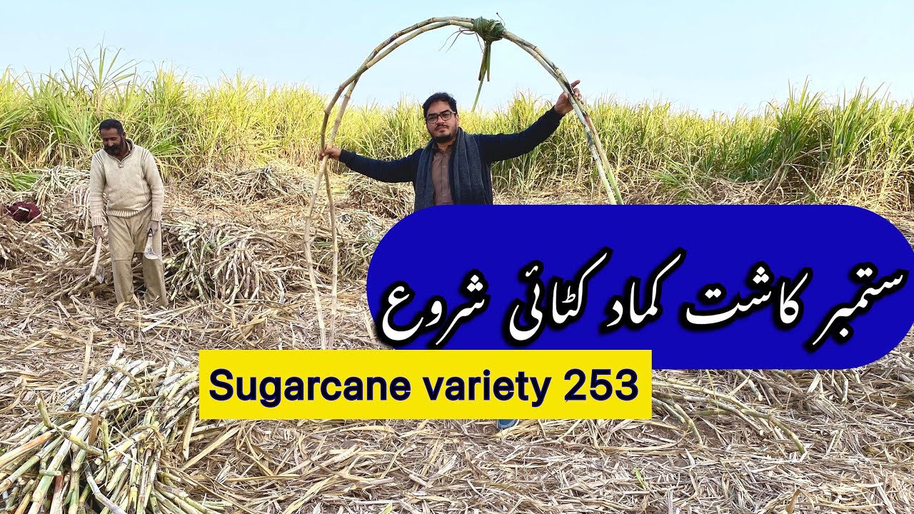 September kasht kamad ki katai shuru || sugarcane variety cpf 253 || ستمبر کاشت کماد