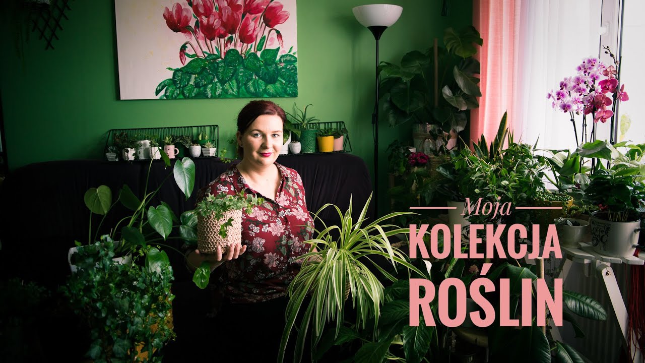 Welcome to my JUNGLE ! Moje roślinki 56+20 szt / Plant Tour / Kolekcja roślin doniczkowych + balkon