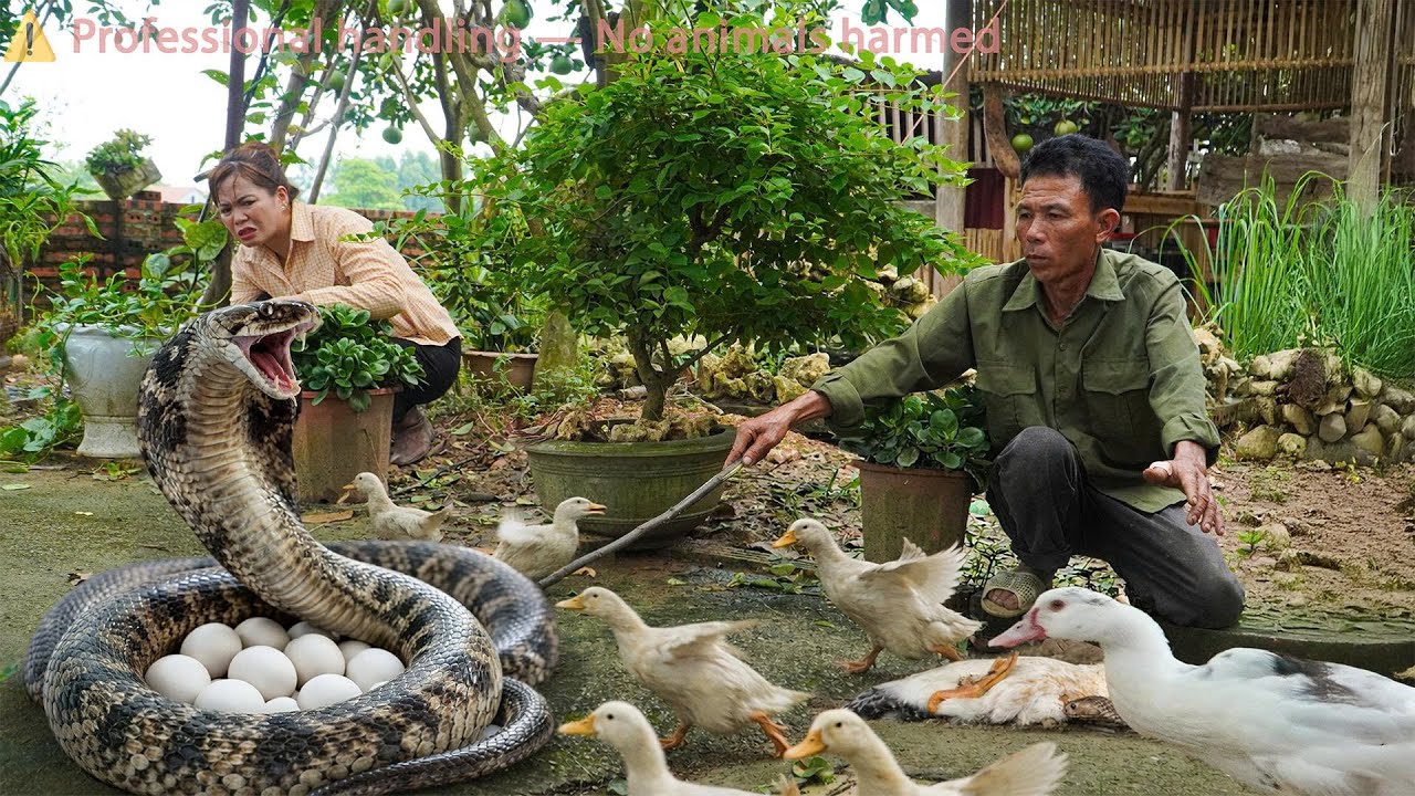 72 Hours on high alert: A giant python sneaks up on the ducks. — a dramatic rescue