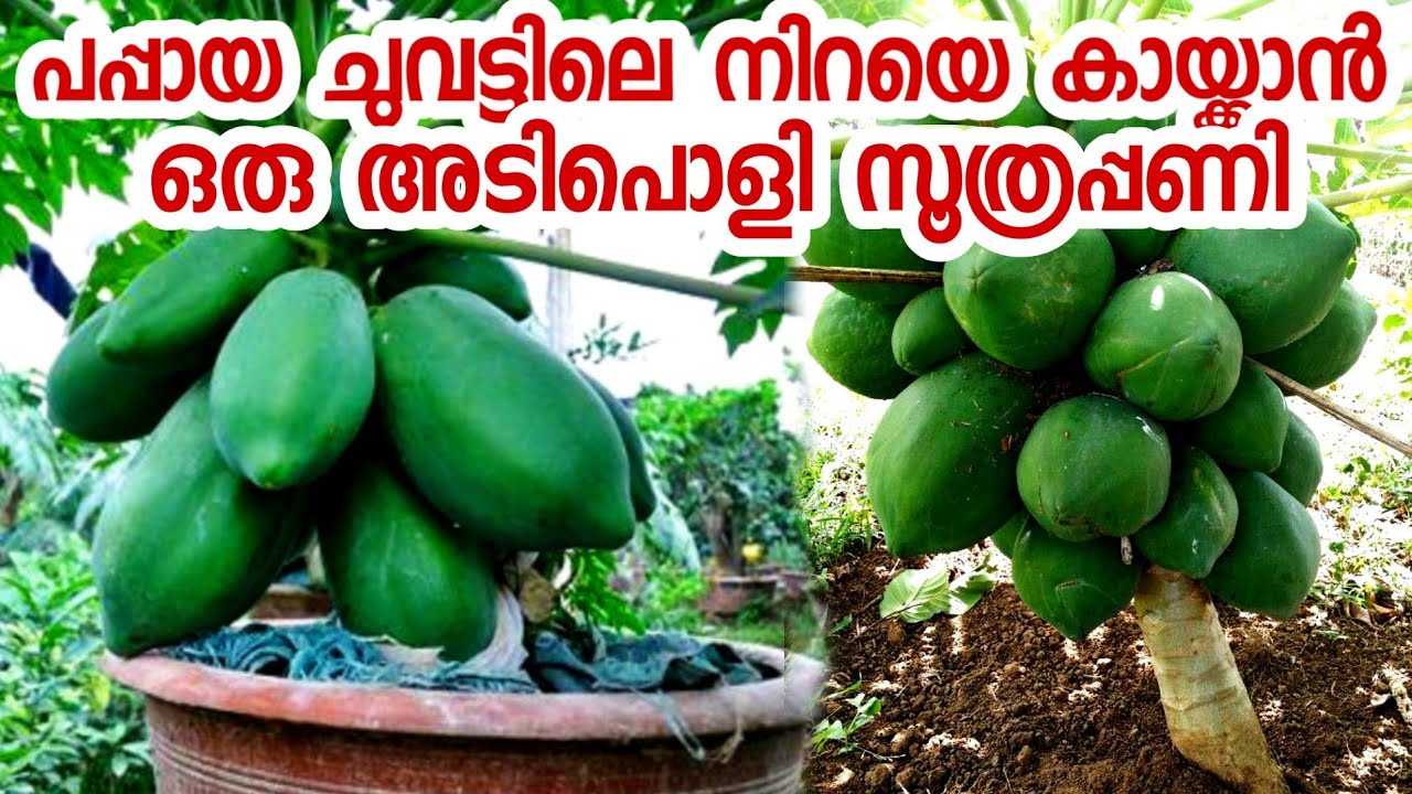 പപ്പായ ചുവട്ടിൽ നിന്നും കുലകുത്തി കായ്ക്കാൻ ഒരു കിടിലൻ വഴി|papaya krishi malayalam|redlady papaya