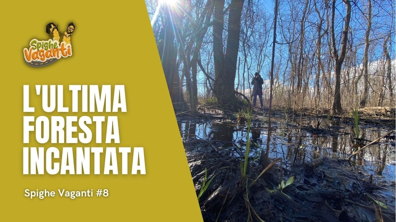 Spighe Vaganti, l'ultima foresta incantata