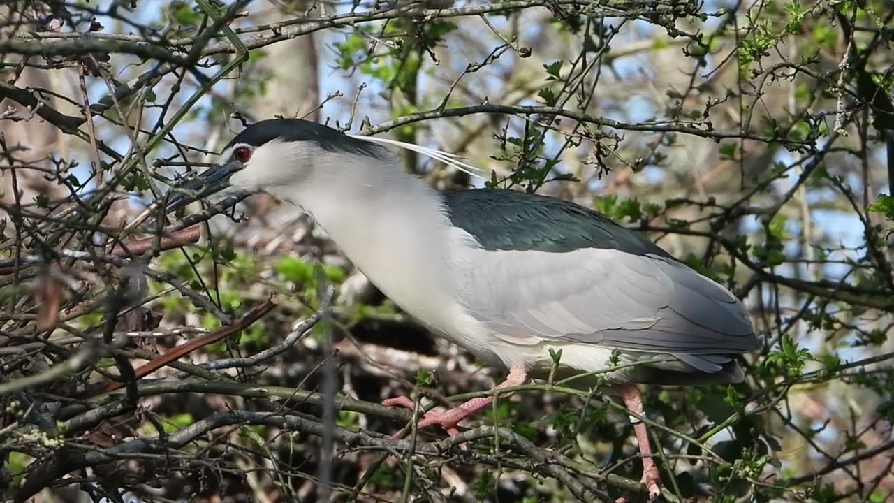 Kwakken voor de lens