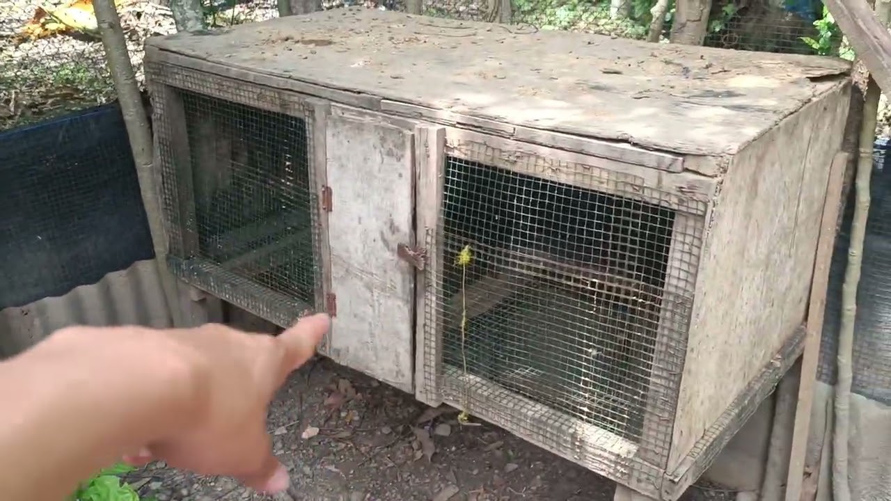 REVIEW SUASANA KANDANG AYAM KAMPUNG PASCA PANEN BESAR