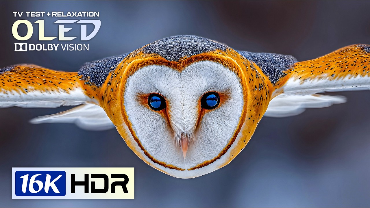 BEST 16K Dolby Vision HDR 120 FPS (8K/4K Video TV)