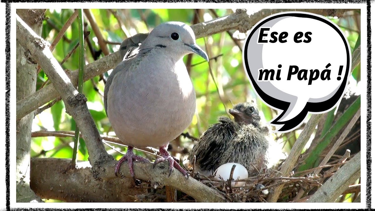 ТОРКАСА 🐣 ИСТОРИЯ ГОЛУБЯ / УШАСТЫЙ ГОЛУБЬ 🐣 ИСТОРИЯ ГОЛУБЯ
