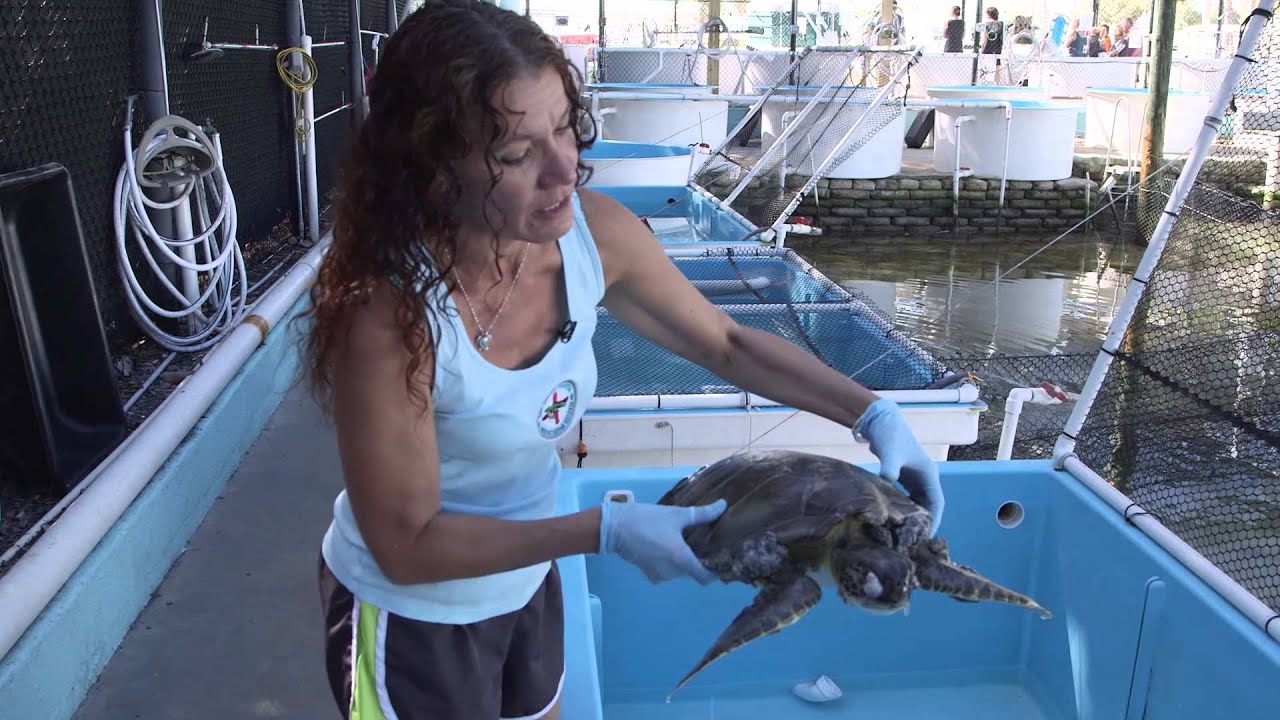 Saving Endangered Sea Turtles