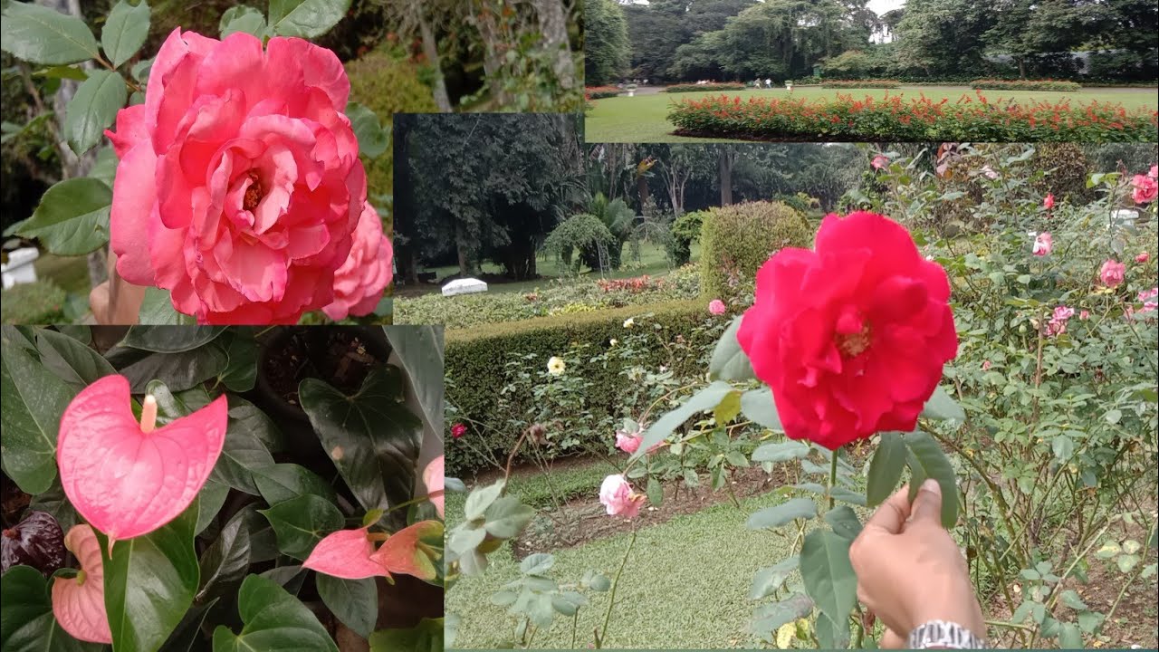 කලබ⁣⁣ලෙන් පස්සේ ලස්සන මොහොතක්🌿|peradeniya vlog #peradeniya #vlog #dailyvlog